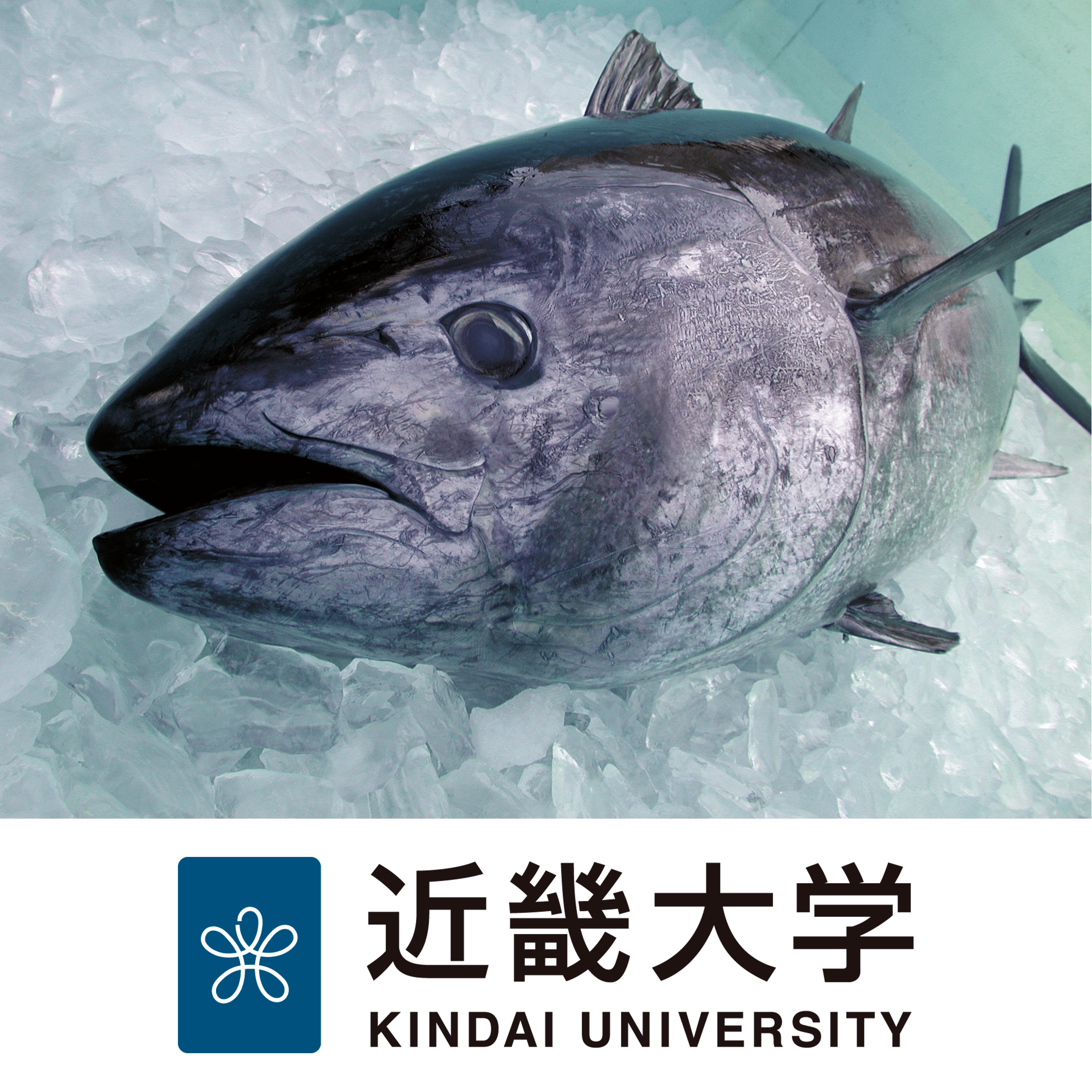 近 大 マグロ